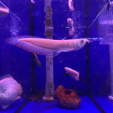 白子銀帶飼養|銀龍魚新魚該怎麼養？銀龍魚的飼料管理